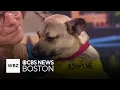 Dogs saved from euthanasia list now up for adoption in Massachusetts