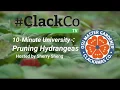 Pruning Hydrangeas with OSU Master Gardeners