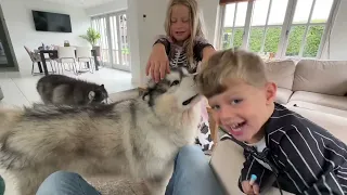 My Dog Tries To Tell Me Something!! 
