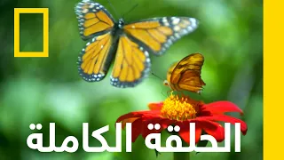 رحلة الفراشات الملكي ة المذهلة تجارب البرية ناشونال جيوغرافيك أبوظبي 
