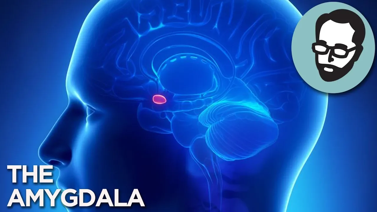The Pea-Sized Gland That Controls Your Thoughts | Random Thursday