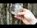 Identification and uses of - cottonwood poplar tree 2