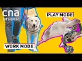 Goldador Puppy Learning To Be A Guide Dog