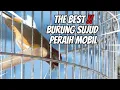 Lagu SEREM MUKUL SUPER KERAS SAMBIL SUJUD ‼️ LIHAT SENSASI POKEMON RANDY SOLO FULL HD JARAK DEKAT
