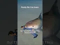 Download Lagu Now Tommy can swim in GTA VC NextGen Edition #gta #vicecity #vicecitymission