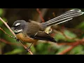 Download Lagu Fantail Selandia Baru, Piwakawaka.