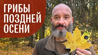 Грибы поздней осени. Михаил Вишневский