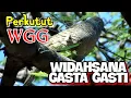 Download Lagu Perkutut WIDAHSANA GASTA GASTI ( WGG ) - Manggung Di Alam Liar