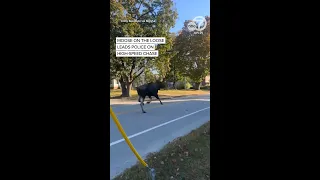 Moose On The Loose Leads Police On High Speed Chase 
