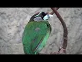Download Lagu Fire-tufted Barbet