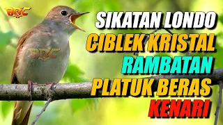 sikatan londo ciblek rambatan platuk sampit kenari