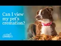 Can I view my pet s cremation