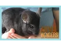 Chinchillas What Where and How