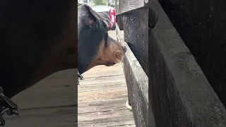 Good morning.. #Fyp #dream #pets #doberman #wildlife