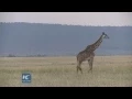 Download Lagu Running in the wild: Marathon on African Savannah