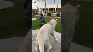 الأسد الأبيض يمازح الاخريين دندنها
