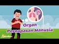 Download Lagu Organ Pernapasan Manusia | Materi IPA SD