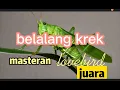 Belalang krek / walang kecek masteran lovebird juara / masteran lovebird konslet