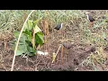 Download Lagu Making Amazing Trap To Catch White Breasted Waterhen Bird✔️Best Waterhen Catching Technique 💡🐦