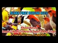 Download Lagu suara pikat burung sogok ontong dan kemade