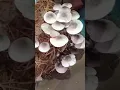 Download Lagu paddy mushroom growing at home #shorts