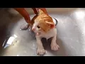 Kitten s First Bath After Rescue Cute Kitten Bath