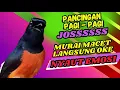Download Lagu PANCINGAN PAGI-PAGI AGAR MURAI GACOR❗❗ MURAI MACET PASTI NYAUT EMOSI❗❗