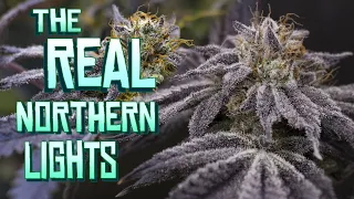 The REAL Northern Lights Report - AGSeedCo Seed to Harvest
