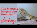 Can Bearded Dragons Eat Tomatoes