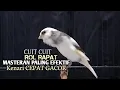 Download Lagu kenari gacor panjang Cuit Cuit EMOSI, Pancingan Kenari Paud Belajar Bunyi, terapi AMPUH Kenari MACET