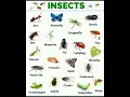 Download Lagu Insects Name In English #mk #shorts #education @learnwithmk5825