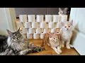 Download Lagu 12 Cats vs Toilet Paper Wall Challenge!