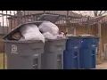 Trash not picked up Dallas residents complain a new schedule has meant garbage piling up