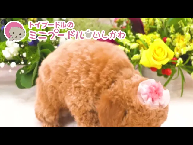 動画