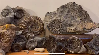 One year’s worth of fossil finds from the Yorkshire Jurassic Coast - live finds with prepped finish!
