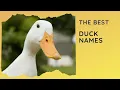 75 Best Duck Names Girl Boy Unisex Famous Mallard Rubber Duck