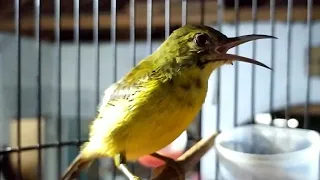 pancingan wiceh bahan agar cepat ngalas