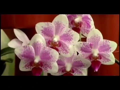 DESCUBRA O SEGREDO DE COMO CUIDAR DE ORQUIDEAS EM APARTAMENTO