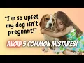 How to avoid dog mating mistakes and get your dog pregnant