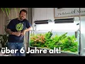 Stefans privates Aquarium - über 6 Jahre altes Aquascape von Liquid Nature