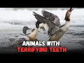 Download Lagu Goosander Tooth Duck, Animals With Terrifying Teeth - MUST WATCH