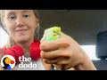 Download Lagu Girl Finds Parakeet On a Run | The Dodo