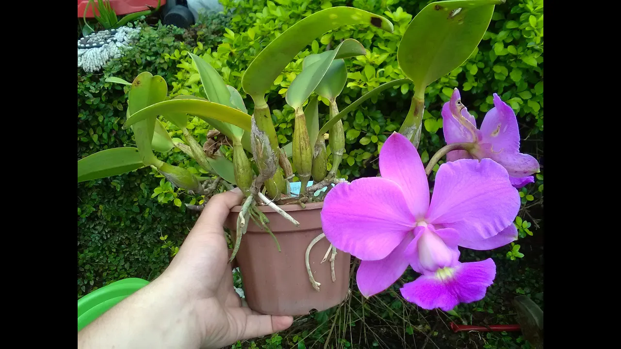 KIT DE WALKERIANA + ORQUÍDEA AZUL VERDADEIRA + ORQUÍDEA CASCAVEL