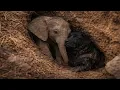 Dog Found a Baby Elephant Stuck…Then Refused to Leave Him