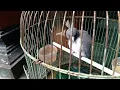 Download Lagu cara Merawat Burung Kep Kep Babi