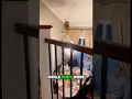 Download Lagu The Family are shocking by this cat..! 🤯#shorts