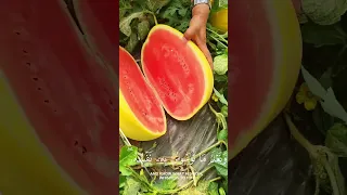 ولقد نعلم أنك يضيق صدرك اكسبلور المنشاوي 