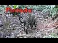 Download Lagu An animal digging in the water at night. Strong winds knocked down logs on the road.