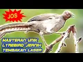 Download Lagu MASTERAN SANGAT INDAH !!! SUARA BURUNG LYREBIRD GACOR FULL JERNIH