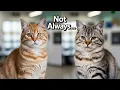 Does your cat need subcutaneous fluids at home